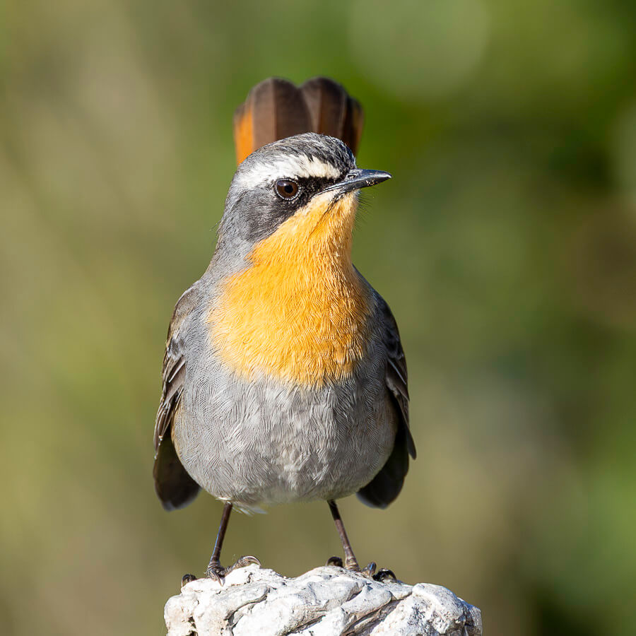 Cape robin-chat perched on a rock