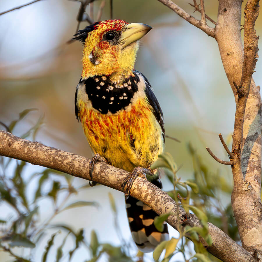 Crested barbet perched on a branch