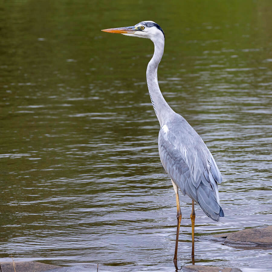 Grey heron standing in shallow water