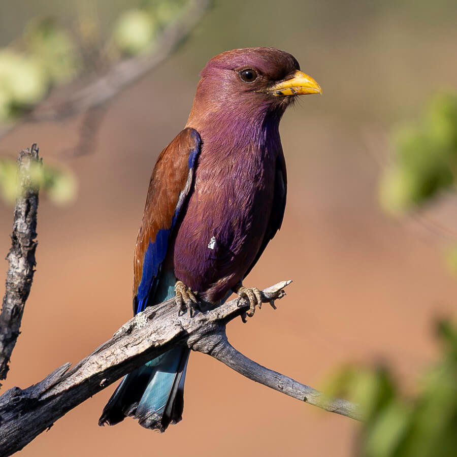 Lilac-breasted roller perched on a branch
