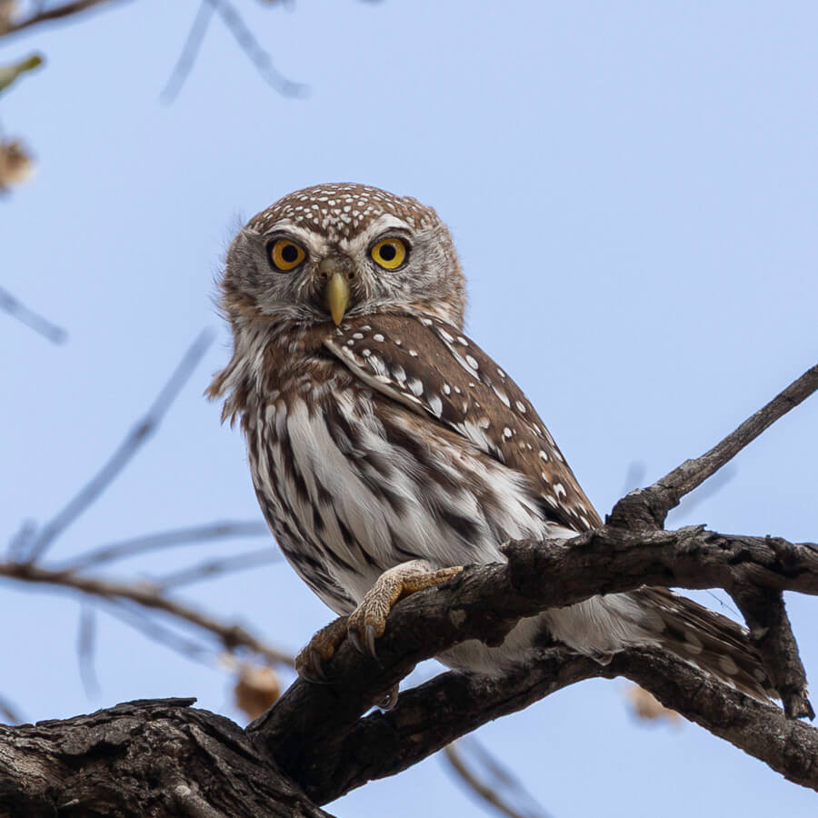 Pearl-spotted owlet perched on a branch, looking at the camera