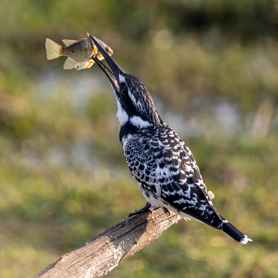 Pied kingfisher with a freshly caught fish