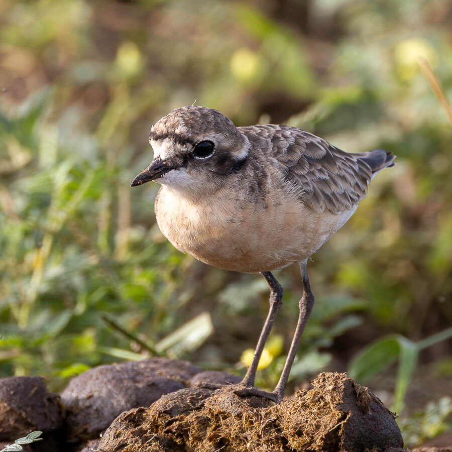 Small plover standing on the ground