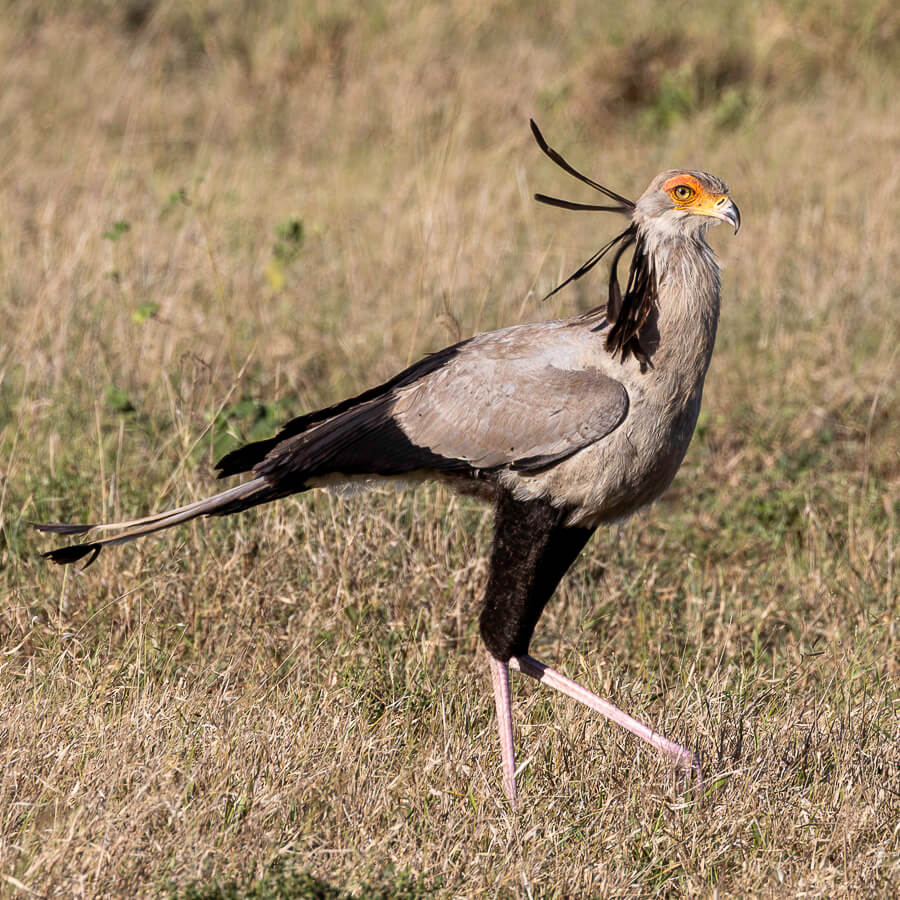 Secretarybird walking through the grass
