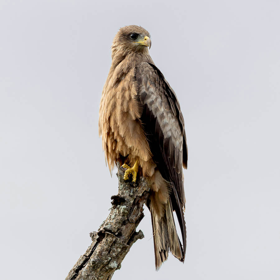 Yellow-billed kite perched on a branch